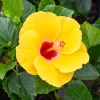 Tropical Yellow Hibiscus Live Plant, 6in Tall, Potted - Image 1