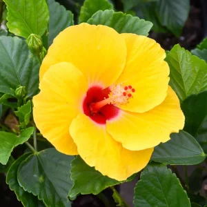 Tropical Yellow Hibiscus Live Plant, 6in Tall, Potted - Image 1