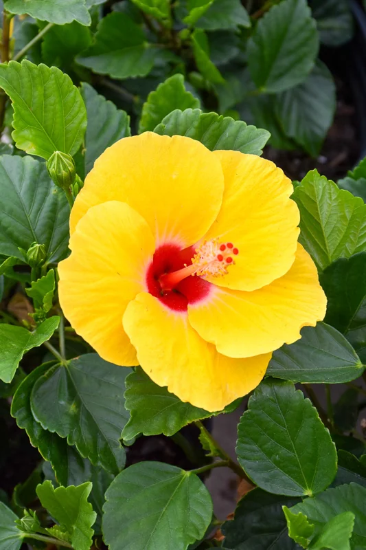Tropical Yellow Hibiscus Live Plant, 6in Tall, Potted - Image 1