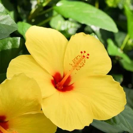 Tropical Yellow Hibiscus Live Plant, 6in Tall, Potted - Image 2