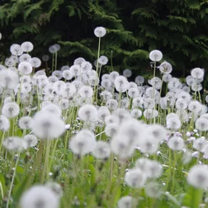 True Wild Dandelion Seeds - Taraxacum officinale - Edible Wild Herb - Medicinal Garden Plant - Naturalized Perennial - Image 10