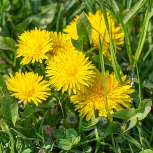True Wild Dandelion Seeds - Taraxacum officinale - Edible Wild Herb - Medicinal Garden Plant - Naturalized Perennial - Image 12
