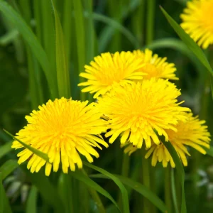 True Wild Dandelion Seeds - Taraxacum officinale - Edible Wild Herb - Medicinal Garden Plant - Naturalized Perennial - Image 13