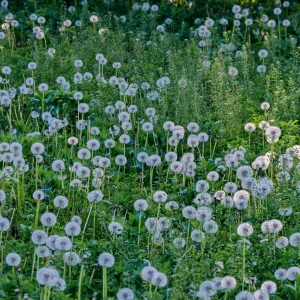 True Wild Dandelion Seeds - Taraxacum officinale - Edible Wild Herb - Medicinal Garden Plant - Naturalized Perennial - Image 14
