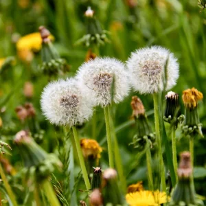 True Wild Dandelion Seeds - Taraxacum officinale - Edible Wild Herb - Medicinal Garden Plant - Naturalized Perennial - Image 15