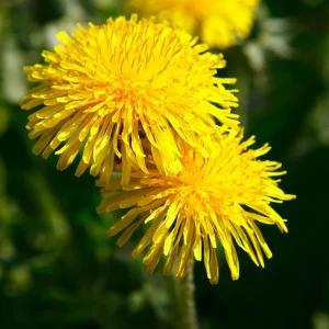 True Wild Dandelion Seeds - Taraxacum officinale - Edible Wild Herb - Medicinal Garden Plant - Naturalized Perennial - Image 16