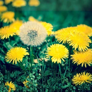 True Wild Dandelion Seeds - Taraxacum officinale - Edible Wild Herb - Medicinal Garden Plant - Naturalized Perennial - Image 17