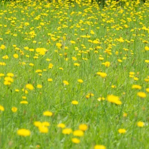 True Wild Dandelion Seeds - Taraxacum officinale - Edible Wild Herb - Medicinal Garden Plant - Naturalized Perennial - Image 2