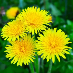 True Wild Dandelion Seeds - Taraxacum officinale - Edible Wild Herb - Medicinal Garden Plant - Naturalized Perennial - Image 3