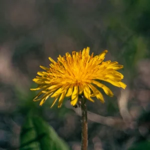 True Wild Dandelion Seeds - Taraxacum officinale - Edible Wild Herb - Medicinal Garden Plant - Naturalized Perennial - Image 4