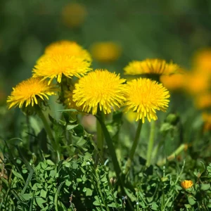 True Wild Dandelion Seeds - Taraxacum officinale - Edible Wild Herb - Medicinal Garden Plant - Naturalized Perennial - Image 5
