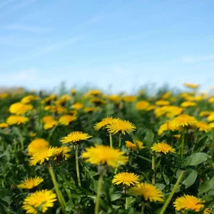 True Wild Dandelion Seeds - Taraxacum officinale - Edible Wild Herb - Medicinal Garden Plant - Naturalized Perennial - Image 6