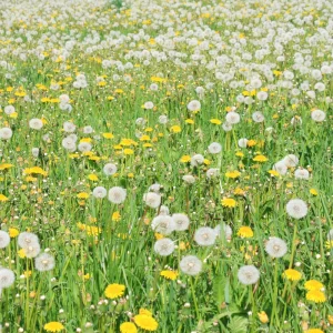 True Wild Dandelion Seeds - Taraxacum officinale - Edible Wild Herb - Medicinal Garden Plant - Naturalized Perennial - Image 7