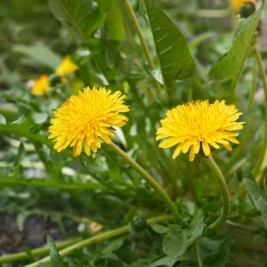 True Wild Dandelion Seeds - Taraxacum officinale - Edible Wild Herb - Medicinal Garden Plant - Naturalized Perennial - Image 8