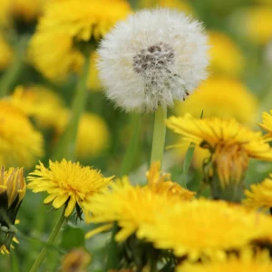 True Wild Dandelion Seeds - Taraxacum officinale - Edible Wild Herb - Medicinal Garden Plant - Naturalized Perennial - Image 9
