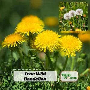 True Wild Dandelion Seeds - Taraxacum officinale - Edible Wild Herb - Medicinal Garden Plant - Naturalized Perennial - Image 1