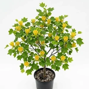 Tulip Poplar Tree Live Plant – 8-12 Inch Tall, Quart Pot, Yellow Blooms, Outdoor - Image 2