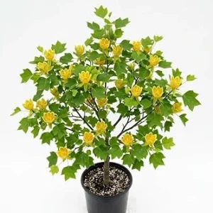 Tulip Poplar Tree Live Plant – 8-12 Inch Tall, Quart Pot, Yellow Blooms, Outdoor - Image 1