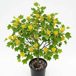 Tulip Poplar Tree Live Plant – 8-12 Inch Tall, Quart Pot, Yellow Blooms, Outdoor - Image 7