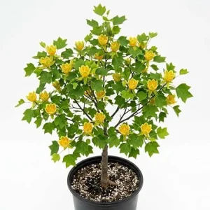 Tulip Poplar Trees Live Plant – Pack of 2, 8-12