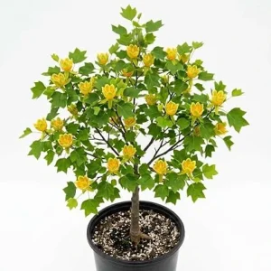 Tulip Poplar Trees Live Plant – Pack of 2, 8-12