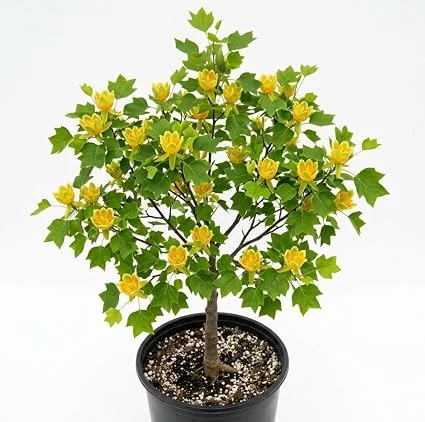 Tulip Poplar Trees Live Plant – Pack of 2, 8-12" Tall – Yellow Blossoms – Outdoor - Image 3