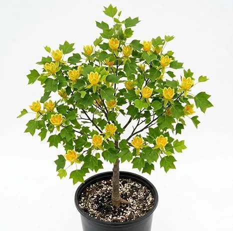Tulip Poplar Trees Live Plant – Pack of 2, 8-12" Tall – Yellow Blossoms – Outdoor - Image 4