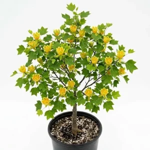 Tulip Poplar Trees Live Plant – Pack of 2, 8-12