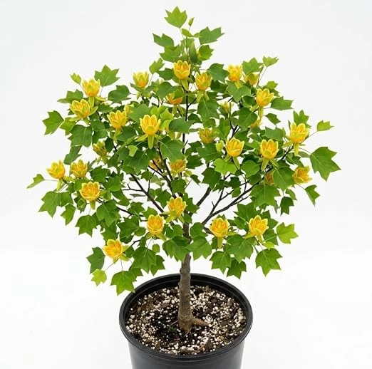 Tulip Poplar Trees Live Plant – Pack of 2, 8-12" Tall – Yellow Blossoms – Outdoor - Image 5