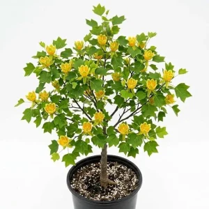 Tulip Poplar Trees Live Plant – Pack of 2, 8-12
