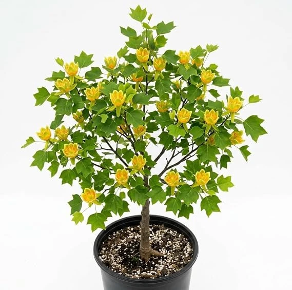 Tulip Poplar Trees Live Plant – Pack of 2, 8-12" Tall – Yellow Blossoms – Outdoor - Image 6