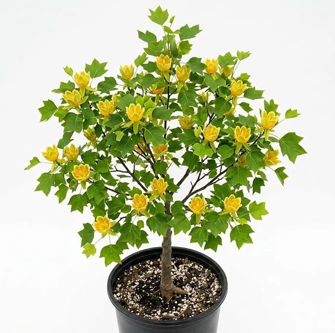 Tulip Poplar Trees Live Plant – Pack of 2, 8-12" Tall – Yellow Blossoms – Outdoor - Image 7