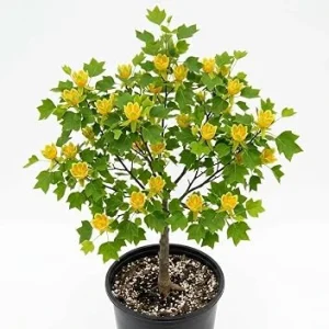 Tulip Poplar Trees Live Plant – Pack of 2, 8-12