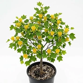 Tulip Poplar Trees Live Plant – Pack of 2, 8-12" Tall – Yellow Blossoms – Outdoor - Image 1