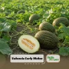 Valencia Early Melon Seeds - 20 Pack - Sweet Heirloom Summer Fruit - Image 1