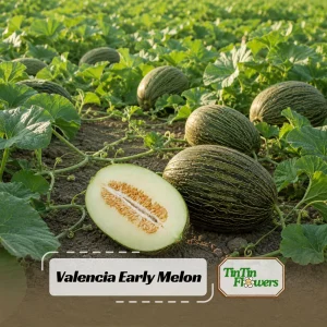 Valencia Early Melon Seeds - 20 Pack - Sweet Heirloom Summer Fruit - Image 1