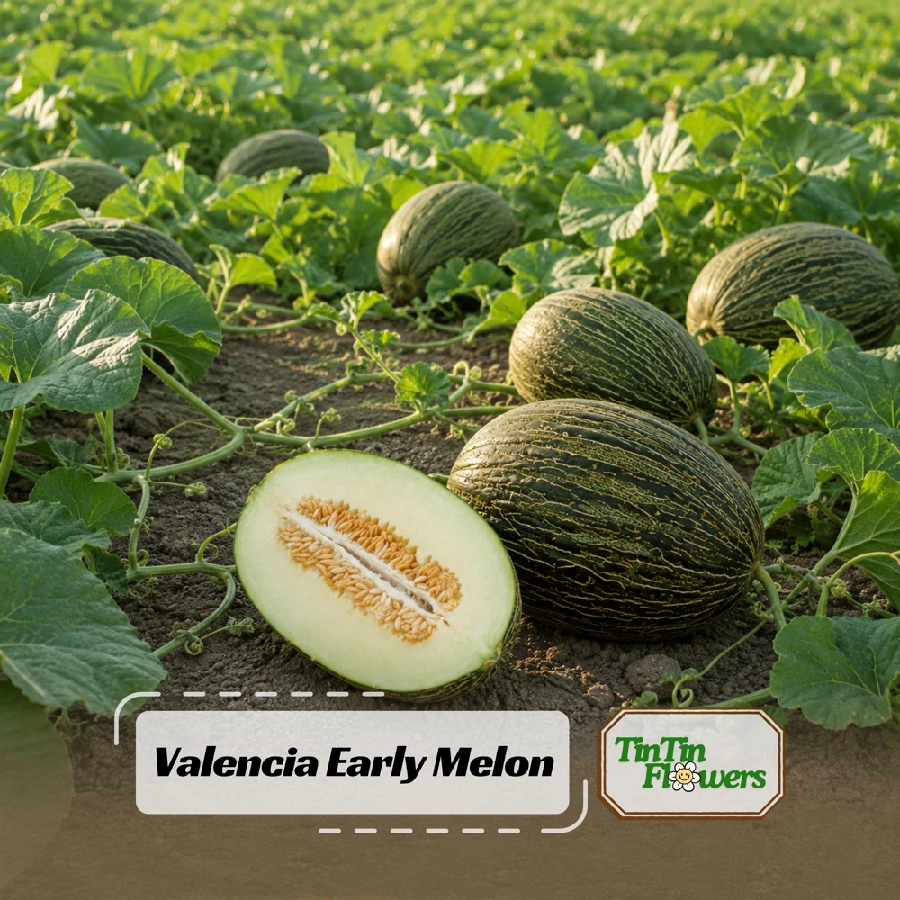 Valencia Early Melon Seeds - 20 Pack - Sweet Heirloom Summer Fruit - Image 1