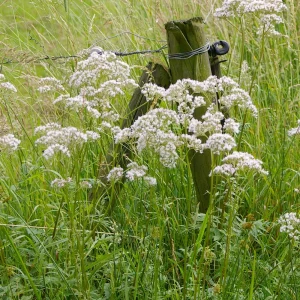 Valerian Herb Seeds - Valeriana officinalis - Fragrant White Pink Perennial - 20 Seeds - Image 10