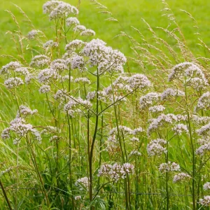 Valerian Herb Seeds - Valeriana officinalis - Fragrant White Pink Perennial - 20 Seeds - Image 11