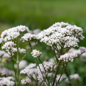 Valerian Herb Seeds - Valeriana officinalis - Fragrant White Pink Perennial - 20 Seeds - Image 2
