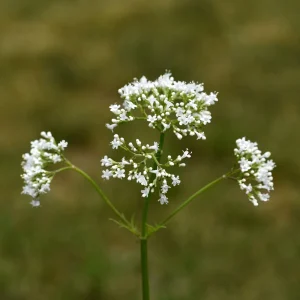 Valerian Herb Seeds - Valeriana officinalis - Fragrant White Pink Perennial - 20 Seeds - Image 3