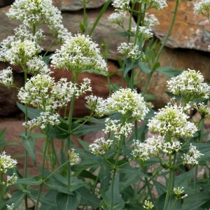 Valerian Herb Seeds - Valeriana officinalis - Fragrant White Pink Perennial - 20 Seeds - Image 4