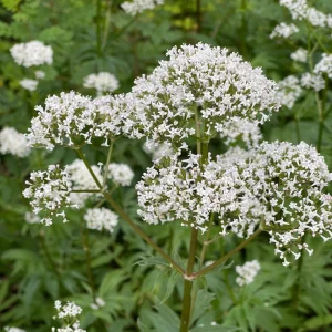 Valerian Herb Seeds - Valeriana officinalis - Fragrant White Pink Perennial - 20 Seeds - Image 5