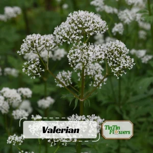 Valerian Herb Seeds - Valeriana officinalis - Fragrant White Pink Perennial - 20 Seeds - Image 1