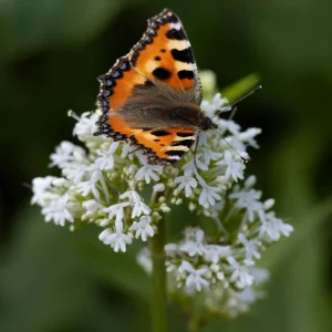 Valerian Herb Seeds - Valeriana officinalis - Fragrant White Pink Perennial - 20 Seeds - Image 6
