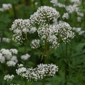 Valerian Herb Seeds - Valeriana officinalis - Fragrant White Pink Perennial - 20 Seeds - Image 7