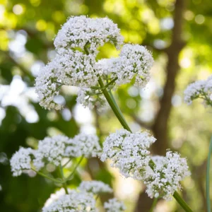 Valerian Herb Seeds - Valeriana officinalis - Fragrant White Pink Perennial - 20 Seeds - Image 8