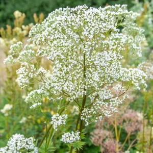 Valerian Herb Seeds - Valeriana officinalis - Fragrant White Pink Perennial - 20 Seeds - Image 9