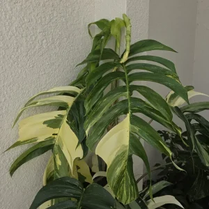 Variegated Albo Pothos Live Plant - Rooted, 4 inch Nursery Pot, Indoor/Outdoor - Image 2