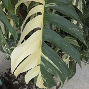 Variegated Albo Pothos Live Plant - Rooted, 4 inch Nursery Pot, Indoor/Outdoor - Image 3
